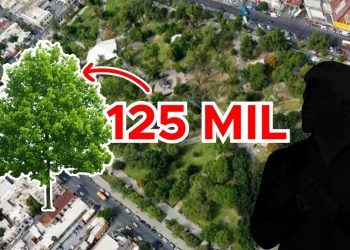 Reforestación En La Alameda Bajo Escrutinio Por Costo Excesivos De Árboles