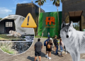 Saqueo De Animales En La Pastora - Los Industriales Saqueo De Animales En La Pastora - Los Industriales