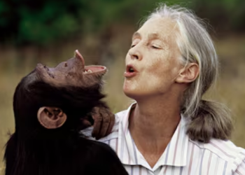 Jane Goodall Murió - Los Industriales Jane Goodall Murió - Los Industriales