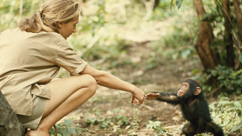 Jane Goodall Murió a Los 91 Años; Su Investigación Con Chimpancés Cambió La Ciencia Y La Relación Humana Con La Naturaleza.