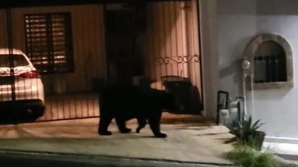 Oso En La Colonia Satélite - Los Industriales
