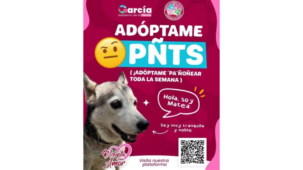 Adopcion-de-mascotas-en-garcia-nuevo-leon - Los Industriales Campaña De Adopción García - Los Industriales